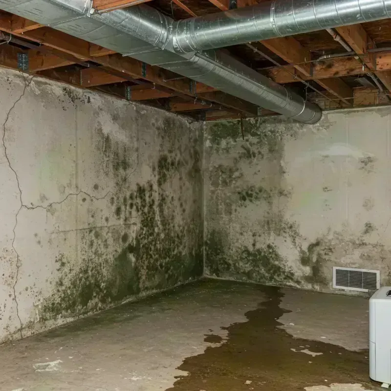 Professional Mold Removal in Steger, IL